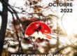 Judo stage 24-28 octobre 2022